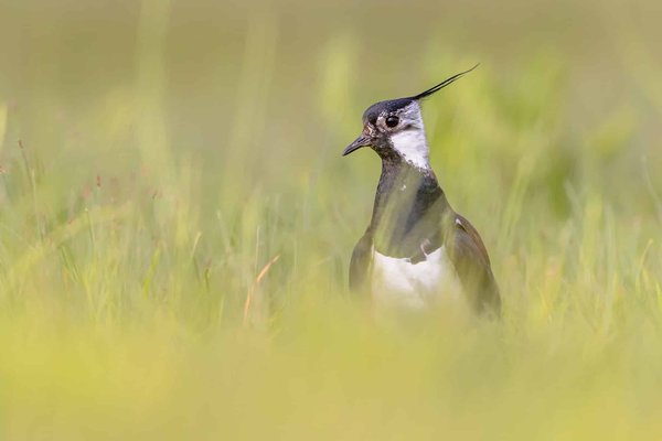 Quels sont les itinéraires les plus spectaculaires pour un trek dans le désert de Wadi Rum?