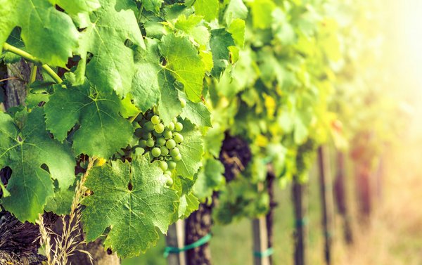 Vignerons à Châteauneuf-du-Pape : caractéristiques des vins de la région